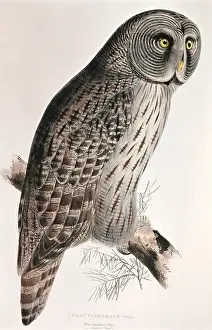 Avian: Laponian Great Grey Owl