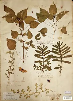 Nettle: Laportea interrupta (L.) Chew, woodnettle
