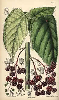 Nettle: Laportea moroides, stinging nettle native to