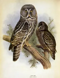 Owls: Lapp Owl, Great Grey Owl