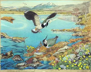 Lapwings: Lapwing in the Highlands