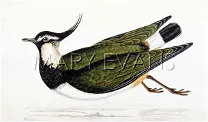 Vanellus: LAPWING (MORRIS)