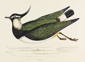 Vanellus: LAPWING (PEEWIT) MORRIS