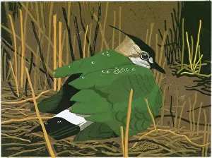 Chicks: Lapwing Sheltering Chicks