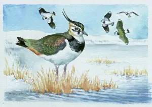 Plover: Lapwing in Snow