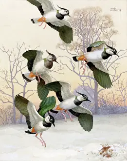 Lapwings: Five lapwings