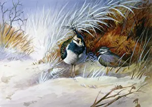 Lapwings: Lapwings