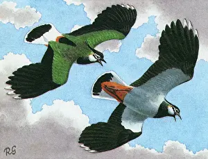Lapwings: Lapwings