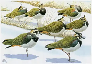 Lapwings: Lapwings