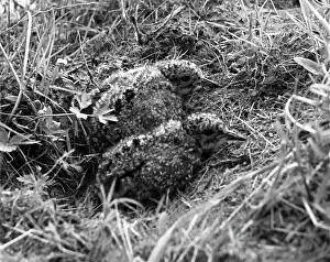 Chicks: Lapwing's chicks, 1971