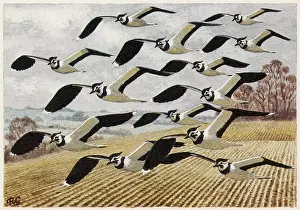Ploughed: Lapwings in flight
