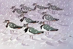 Lapwings: Lapwings in the Snow