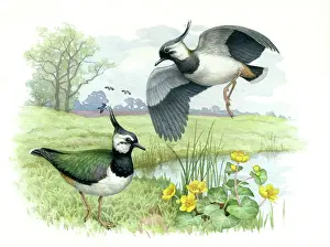 Lapwings: Lapwings beside a stream with marsh marigolds