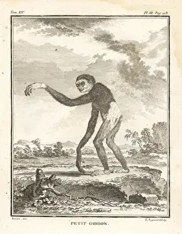 Legrand: Lar gibbon or white-handed gibbon, Hylobates lar. Endangered