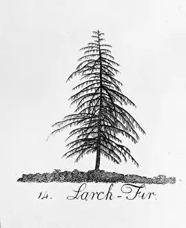 Pinophyta: Larch Fir