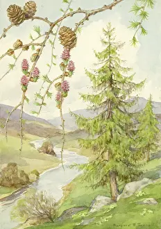 Larch: Larch in a landscape with river