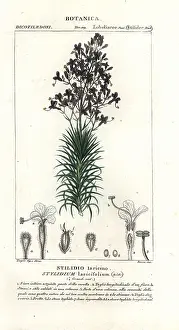 Juniper: Larch-leaf or tree triggerplant, Stylidium laricifolium