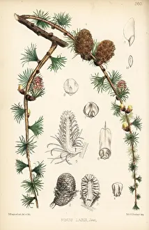 Larch: Larch, Pinus larix