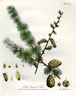 Larch: Larch Tree