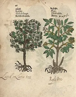 Larch: Larch tree, Larix decidua, and maple tree, Acer species
