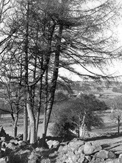 Ripley: LARCH TREES