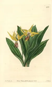 Erythronium: Large American dog's-tooth violet, Erythronium grandiflorum