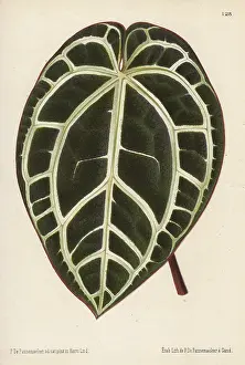 Florilegius Collection: Large anthurium leaf with white veins, Anthurium