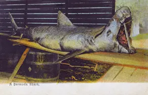 Propped: A large Bermudan Shark