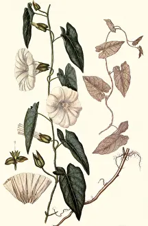 Weeds: Large Bindweed, Calystegia sepium