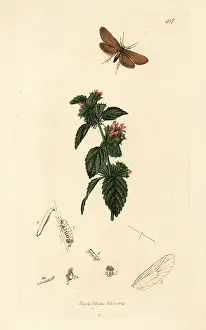 John Curtis: Large birch bright moth and black horehound
