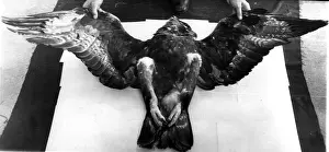 Margrethe: Large bird with wings held out