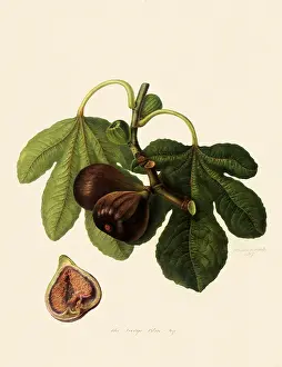 Figs: Large Blue Fig