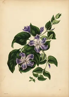 Periwinkle: The large blue Periwinkle, The pleasures of memory