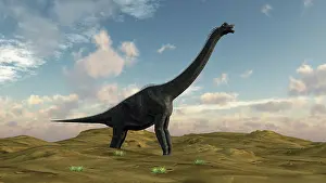 Brachiosaurid: Large Brachiosaurus in a barren evnironment
