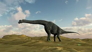 Brachiosaurid: Large Brachiosaurus in a barren evnironment