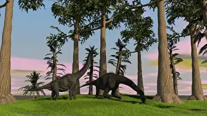 Brachiosaurid: Large Brachiosaurus dinosaurs grazing among trees