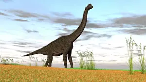 Brachiosaurid: Large Brachiosaurus in a grassy field