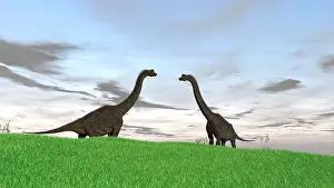 Affectionate: Two large Brachiosaurus in a grassy field