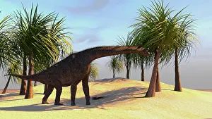 Brachiosaurid: Large Brachiosaurus grazing