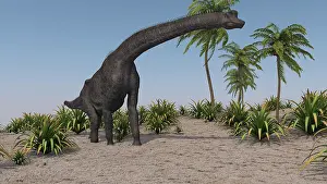 Brachiosaurus: Large Brachiosaurus grazing