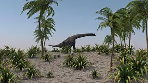 Brachiosaurus: Large Brachiosaurus grazing