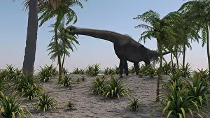 Brachiosaurus: Large Brachiosaurus grazing on foliage