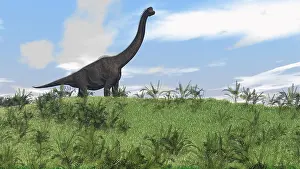 Brachiosaurus: Large Brachiosaurus grazing in an open field