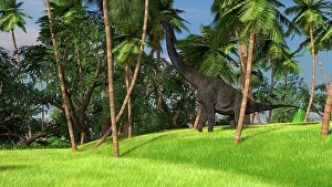 Brachiosaurid: Large Brachiosaurus grazing on palm trees
