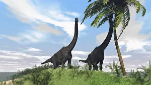 Brachiosaurus: Two large Brachiosaurus grazing on a tall tree