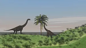 Brachiosaurus: Two large Brachiosaurus grazing on a tall tree