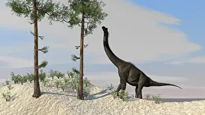 Brachiosaurus: Large Brachiosaurus grazing on tall trees