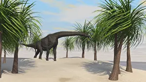 Brachiosaurid: Large Brachiosaurus grazing on trees