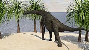 Brachiosaurid: Large Brachiosaurus grazing on trees