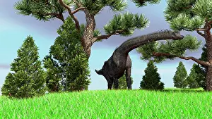 Brachiosaurid: Large Brachiosaurus grazing among trees